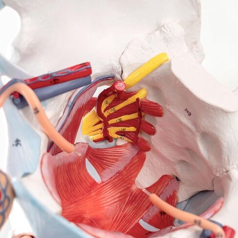 Life-Size Male Pelvis Model with 11 Removable Organs - Anatomically Accurate Human Pelvic Anatomy Replica for Medical Education, Healthcare Training & Patient Consultation ﻿ in Kuwait