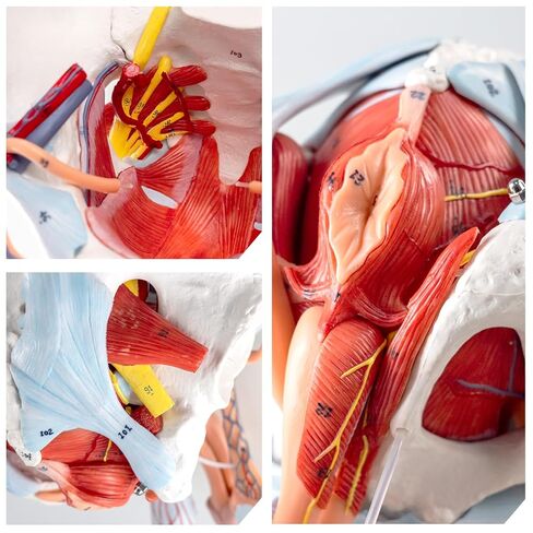 Life-Size Male Pelvis Model with 11 Removable Organs - Anatomically Accurate Human Pelvic Anatomy Replica for Medical Education, Healthcare Training & Patient Consultation ﻿ in Kuwait