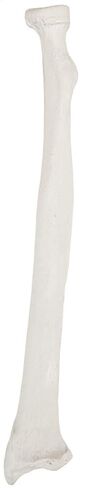 Axis Scientific Radius Bone Model | Right | Cast from a Real Human Radius Bone l Forearm Bone Model Has Realistic Texture and Important Bony Landmarks | Includes Product Manual in Kuwait
