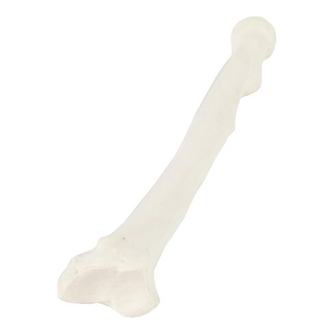 Axis Scientific Radius Bone Model | Right | Cast from a Real Human Radius Bone l Forearm Bone Model Has Realistic Texture and Important Bony Landmarks | Includes Product Manual in Kuwait
