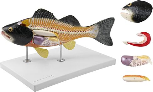JNMFTD Fish Dissection Model,Life-Size 5 Parts Removable Perch Anatomy Model Organs Gills Skeleton Intestinal with Product Manual Card Digital Label for Medical Scientific Education Display Biology in Kuwait