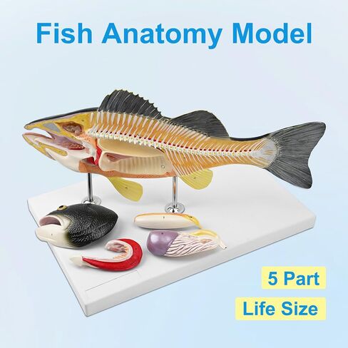 JNMFTD Fish Dissection Model,Life-Size 5 Parts Removable Perch Anatomy Model Organs Gills Skeleton Intestinal with Product Manual Card Digital Label for Medical Scientific Education Display Biology in Kuwait