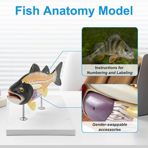JNMFTD Fish Dissection Model,Life-Size 5 Parts Removable Perch Anatomy Model Organs Gills Skeleton Intestinal with Product Manual Card Digital Label for Medical Scientific Education Display Biology in Kuwait
