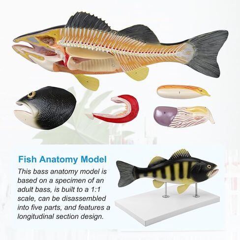 JNMFTD Fish Dissection Model,Life-Size 5 Parts Removable Perch Anatomy Model Organs Gills Skeleton Intestinal with Product Manual Card Digital Label for Medical Scientific Education Display Biology in Kuwait