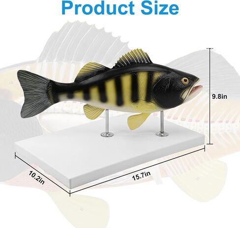 JNMFTD Fish Dissection Model,Life-Size 5 Parts Removable Perch Anatomy Model Organs Gills Skeleton Intestinal with Product Manual Card Digital Label for Medical Scientific Education Display Biology in Kuwait