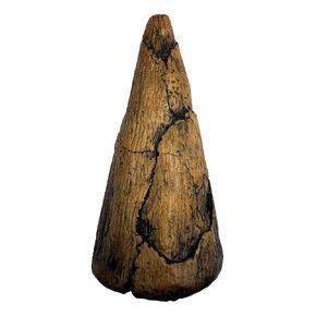 Iguanodon Thumb Spike Replica - Museum Quality Dinosaur Fossil Specimen Reproduction in Kuwait