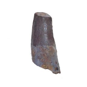 أسنان الديناصورات الأحفورية الطبيعية الكبيرة الحقيقية لسبينوصور 1 1/2 بوصة (الكمية = 1) من uMuseum in Kuwait