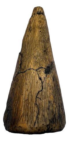 Iguanodon Thumb Spike Replica - Museum Quality Dinosaur Fossil Specimen Reproduction in Kuwait