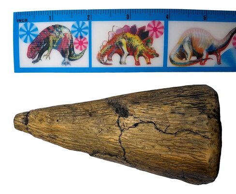 Iguanodon Thumb Spike Replica - Museum Quality Dinosaur Fossil Specimen Reproduction in Kuwait
