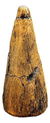 Iguanodon Thumb Spike Replica - Museum Quality Dinosaur Fossil Specimen Reproduction in Kuwait