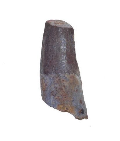 Dinosaur Tooth Genuine Large Spinosaurus Natural Fossil 1 1/2" (Qty=1) by uMuseum in Kuwait