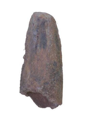 Dinosaur Tooth Genuine Large Spinosaurus Natural Fossil 1 1/2" (Qty=1) by uMuseum in Kuwait