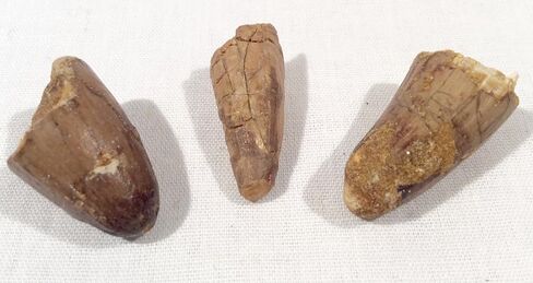 DINOSAURS ROCK® Genuine Spinosaurus Dinosaur Fossil Tooth - 1/2"-1" in Kuwait