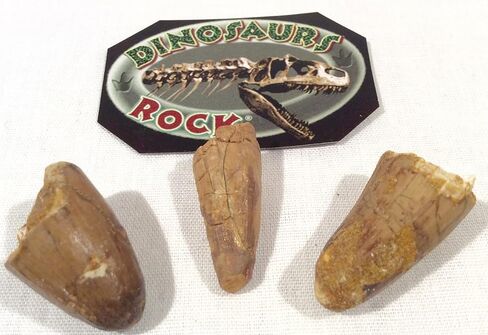 DINOSAURS ROCK® Genuine Spinosaurus Dinosaur Fossil Tooth - 1/2"-1" in Kuwait