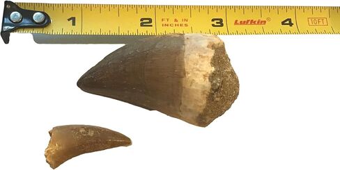 Huge Fossil Mosasaur Tooth (2 inch) & Free 1-inch Mosasaur Tooth - Only 40 Available in Kuwait