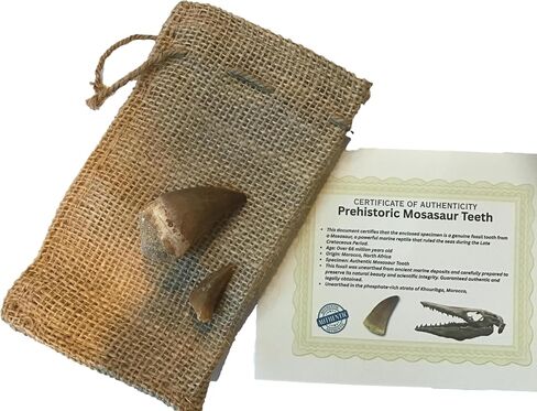Huge Fossil Mosasaur Tooth (2 inch) & Free 1-inch Mosasaur Tooth - Only 40 Available in Kuwait