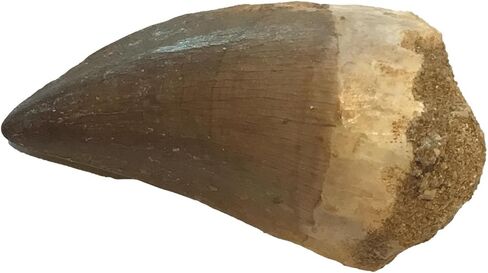 Huge Fossil Mosasaur Tooth (2 inch) & Free 1-inch Mosasaur Tooth - Only 40 Available in Kuwait