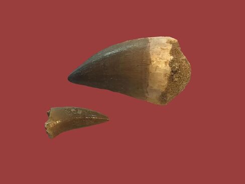 Huge Fossil Mosasaur Tooth (2 inch) & Free 1-inch Mosasaur Tooth - Only 40 Available in Kuwait