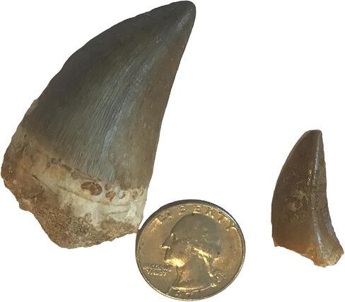 Huge Fossil Mosasaur Tooth (2 inch) & Free 1-inch Mosasaur Tooth - Only 40 Available in Kuwait
