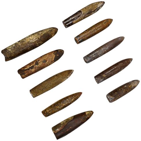 عينة Baluue Belemnite للاستخدام التعليمي أداة تعليمية لدراسة علم الحفريات وتزيين الفصول الدراسية in Kuwait