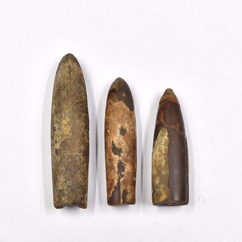 عينة Baluue Belemnite للاستخدام التعليمي أداة تعليمية لدراسة علم الحفريات وتزيين الفصول الدراسية in Kuwait