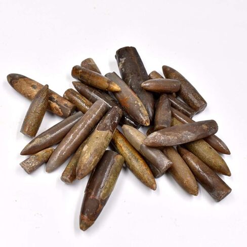 عينة Baluue Belemnite للاستخدام التعليمي أداة تعليمية لدراسة علم الحفريات وتزيين الفصول الدراسية in Kuwait