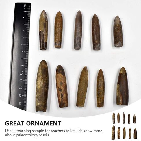 عينة Baluue Belemnite للاستخدام التعليمي أداة تعليمية لدراسة علم الحفريات وتزيين الفصول الدراسية in Kuwait