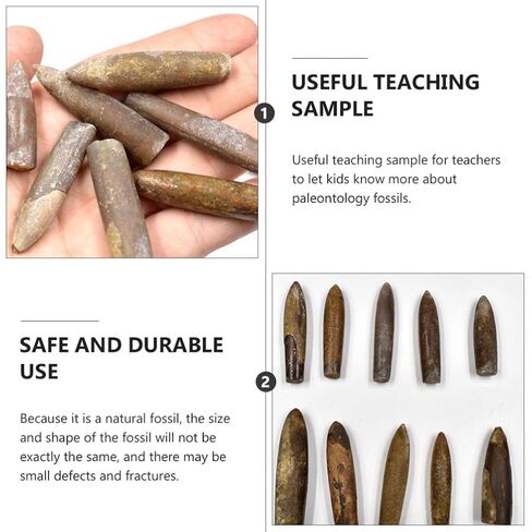 عينة Baluue Belemnite للاستخدام التعليمي أداة تعليمية لدراسة علم الحفريات وتزيين الفصول الدراسية in Kuwait