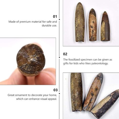 عينة Baluue Belemnite للاستخدام التعليمي أداة تعليمية لدراسة علم الحفريات وتزيين الفصول الدراسية in Kuwait