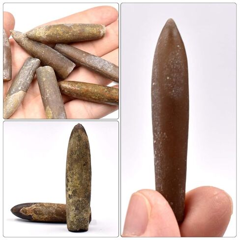 عينة Baluue Belemnite للاستخدام التعليمي أداة تعليمية لدراسة علم الحفريات وتزيين الفصول الدراسية in Kuwait