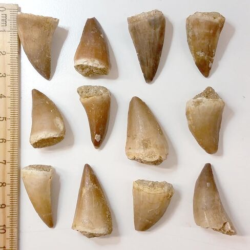 Museum Quality Mosasaurus Tooth in Display Case - Genuine Dinosaur Tooth from The Late Cretaceous Period - A-Grade Dinosaur Fossils in Kuwait