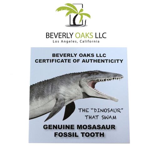 Museum Quality Mosasaurus Tooth in Display Case - Genuine Dinosaur Tooth from The Late Cretaceous Period - A-Grade Dinosaur Fossils in Kuwait