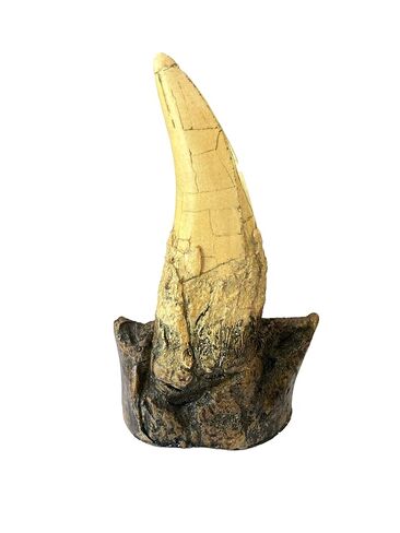 Tyrannosaurus Rex Large Tooth Replica – 6.5" Fossil Cast with Maxilla Base in Kuwait