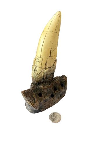 Tyrannosaurus Rex Large Tooth Replica – 6.5" Fossil Cast with Maxilla Base in Kuwait