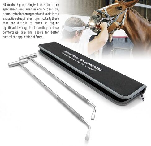 Equine Dental Gingival Elevator 2-pcs Set Stainless Steel 16.5" Long which is Designed to be Easy to use for All Veterinarians. in Kuwait