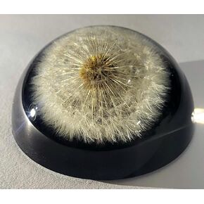 60mm Real Dandelion Snowflake Flower in Crystal Clear Lucite Resin Anniversary Wedding Engagement Valentine Gift Display Botanist Herb Herbarium Collection Decor Paperweight Keepsake