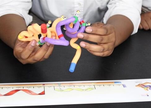 Insulin MRNA to Protein Kit© 1-Group Set in Kuwait