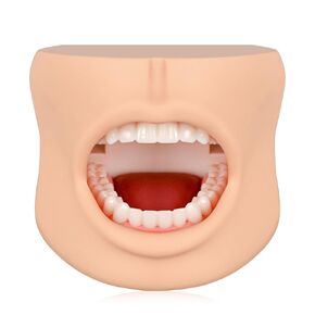 Teeth Model with Cheek Structure, Dental Typodont Teeth Model for Dental Care Demonstration, Tooth Model for Dental Education and Teaching in Kuwait