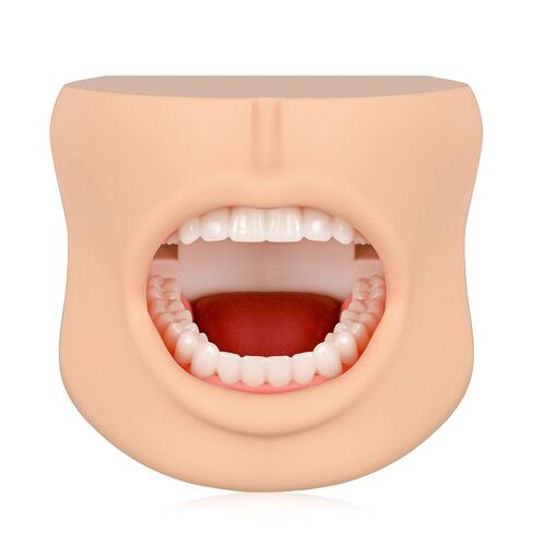 Teeth Model with Cheek Structure, Dental Typodont Teeth Model for Dental Care Demonstration, Tooth Model for Dental Education and Teaching in Kuwait