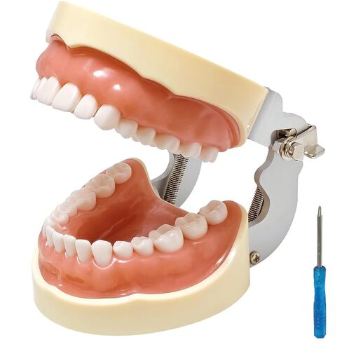 Dental Typodont Model with a Small Screwdriver, Dental Teeth Model with 32 Detachable Teeth for Dental Hygiene Students, Suitable for Teaching, Practice and Study in Kuwait