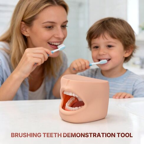 Teeth Model with Cheek Structure, Dental Typodont Teeth Model for Dental Care Demonstration, Tooth Model for Dental Education and Teaching in Kuwait