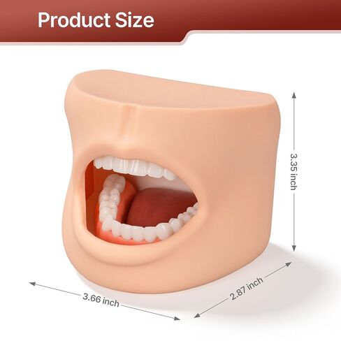 Teeth Model with Cheek Structure, Dental Typodont Teeth Model for Dental Care Demonstration, Tooth Model for Dental Education and Teaching in Kuwait