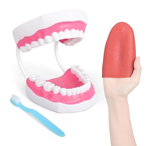 Mouth Model with Soft Silicone Tongue for Speech and Language Therapy, Oral Care Model for Teaching Kids to Brush Teeth，White Hinge in Kuwait