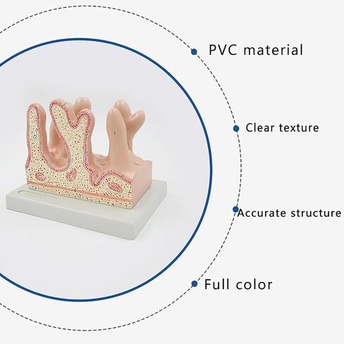 Human Small Intestine Villus Model, 3D Human Large Intestine Villus Enlarged Model, Accurate Structure and Sturdy PVC Material, for Biology Classroom Learning, Lab Demonstration in Kuwait