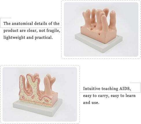 Human Small Intestine Villus Model, 3D Human Large Intestine Villus Enlarged Model, Accurate Structure and Sturdy PVC Material, for Biology Classroom Learning, Lab Demonstration in Kuwait