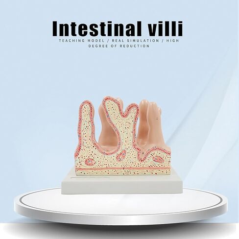 Human Small Intestine Villus Model, 3D Human Large Intestine Villus Enlarged Model, Accurate Structure and Sturdy PVC Material, for Biology Classroom Learning, Lab Demonstration in Kuwait