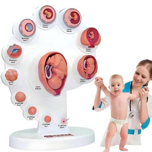 Human Fetal Uterus Embryo Development 4D Anatomy Model, Detachable Fetal Organ Growth Anatomical Model, for Medical Student Teaching and Science Education in Kuwait