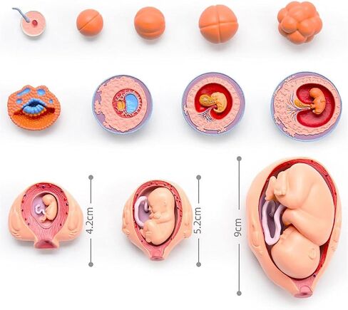 Human Fetal Uterus Embryo Development 4D Anatomy Model, Detachable Fetal Organ Growth Anatomical Model, for Medical Student Teaching and Science Education in Kuwait