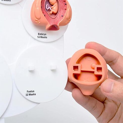 Human Fetal Uterus Embryo Development 4D Anatomy Model, Detachable Fetal Organ Growth Anatomical Model, for Medical Student Teaching and Science Education in Kuwait