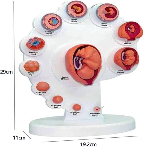 Human Fetal Uterus Embryo Development 4D Anatomy Model, Detachable Fetal Organ Growth Anatomical Model, for Medical Student Teaching and Science Education in Kuwait